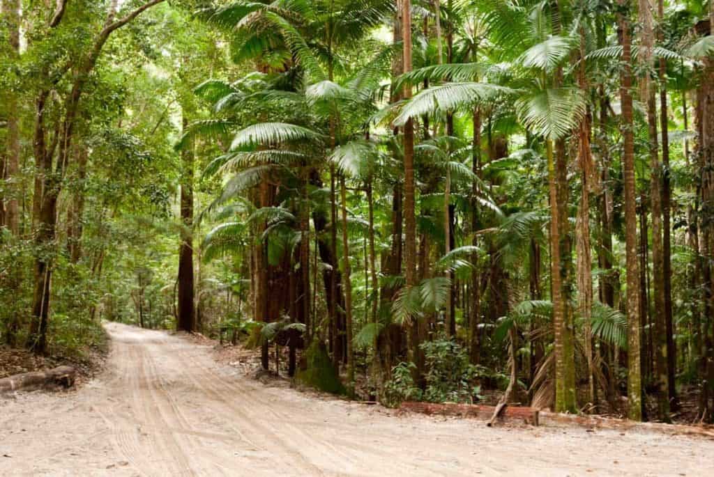 Wald auf Fraser Island
