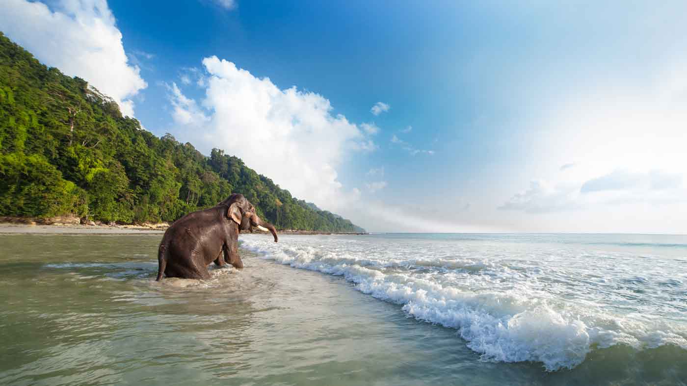 Elefant spielt in den Wellen an einem tropischen Strand in den Andamanen