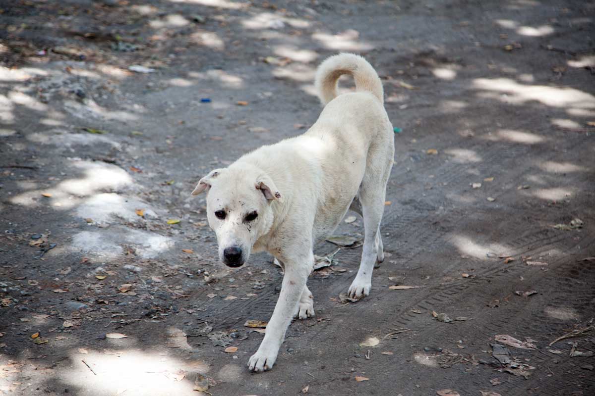 Weißer Straßenhund guckt traurig