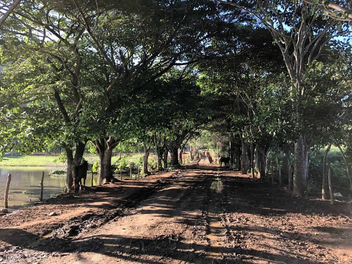 Allee in Vinales