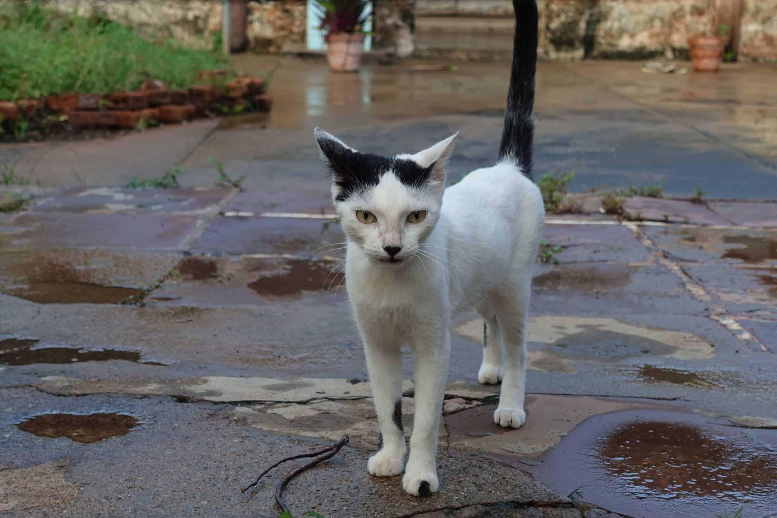 Katze die aussieht wie Hittler