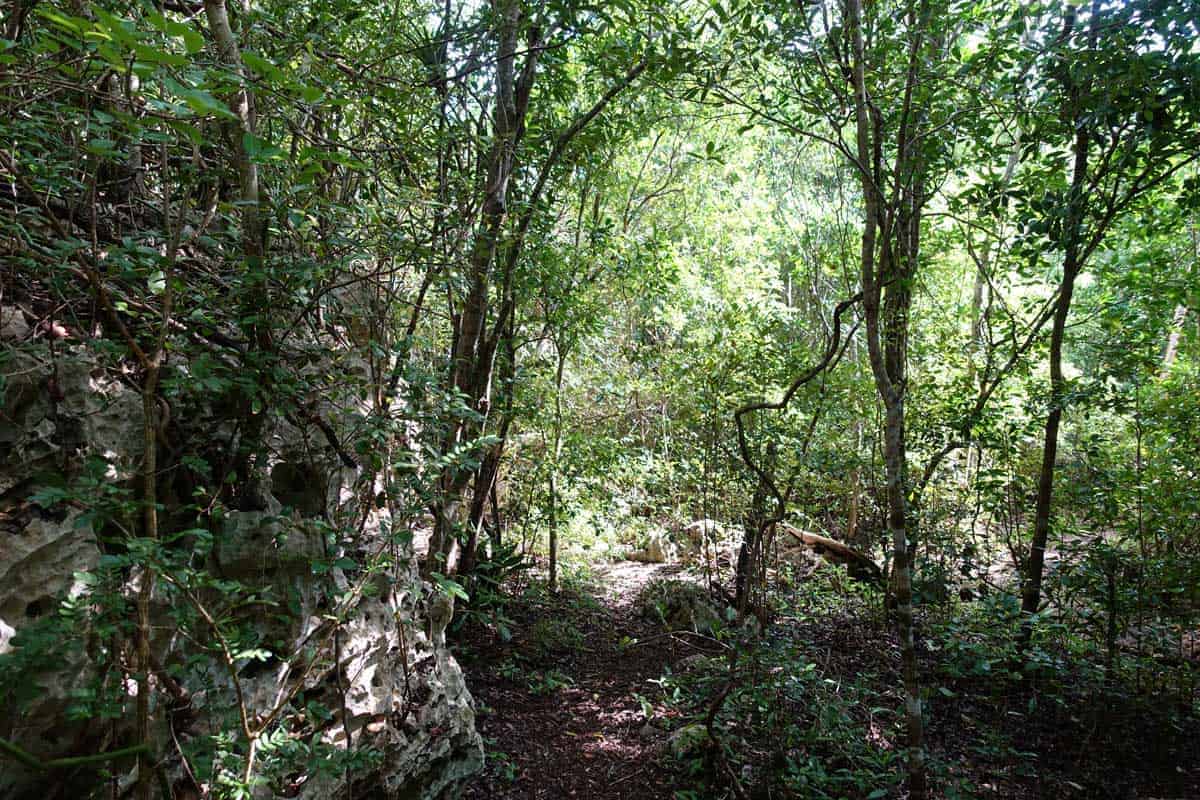 Wald im Hicacos Natur Park