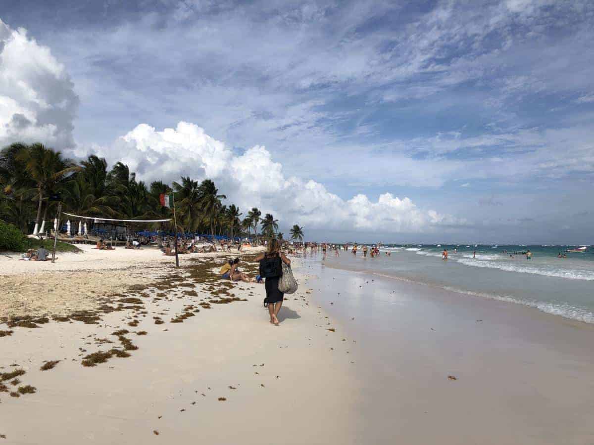 Braunalgen am Strand