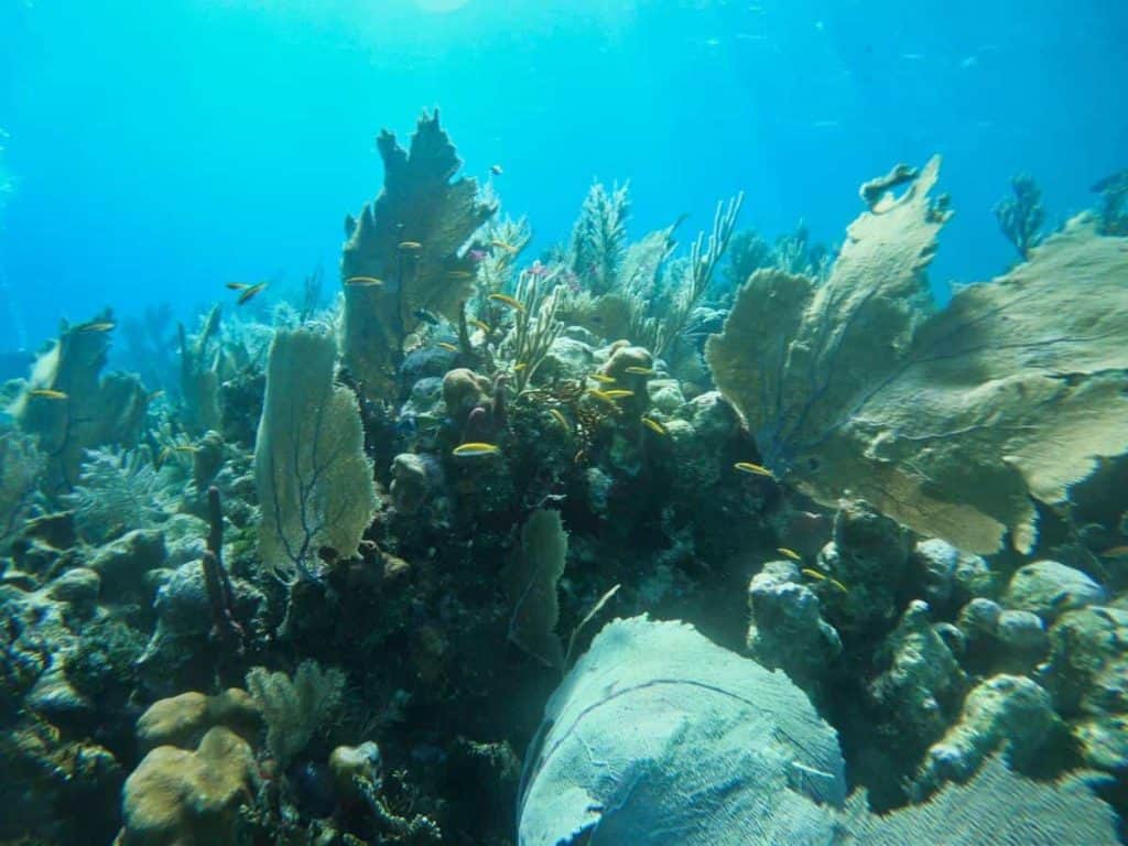 Riff vor Honduras