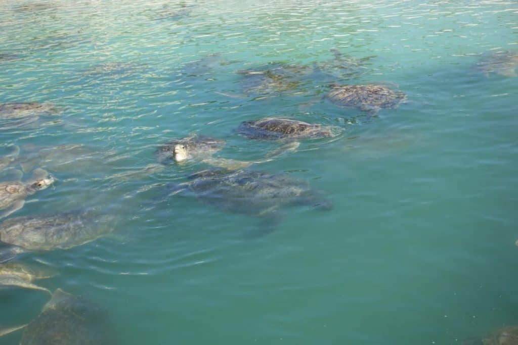 Schildkröten auf den Grand Cayman Inseln