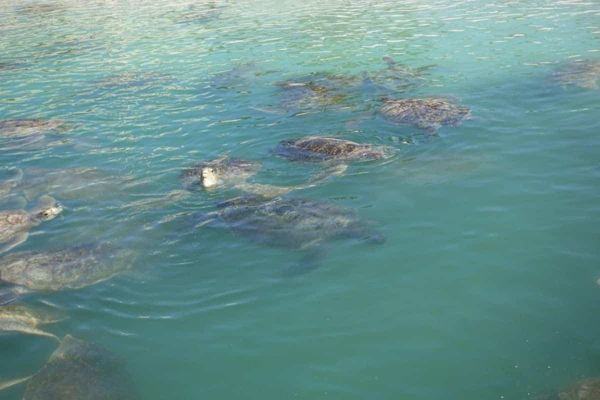 Schildkröten auf den Grand Cayman Inseln