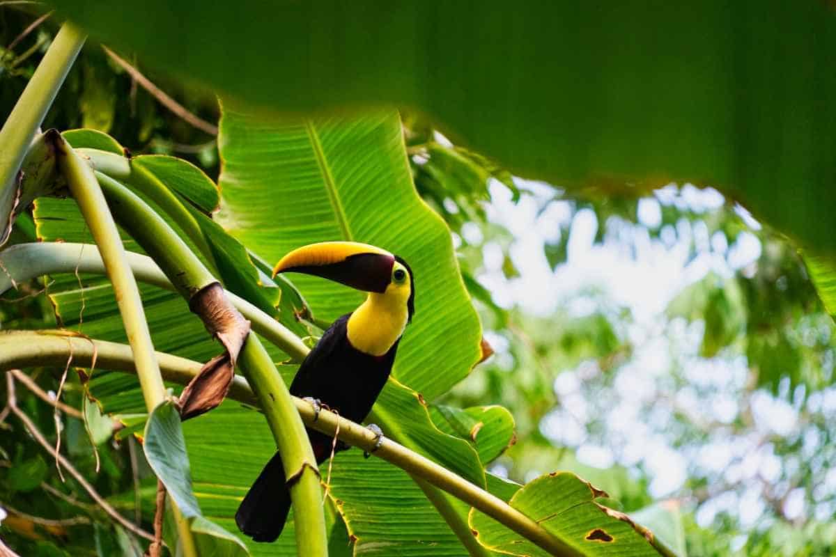 Ein Tukan sitzt im Regenwald im Corcovado Nationalpark in Costa Rica auf einem Baum