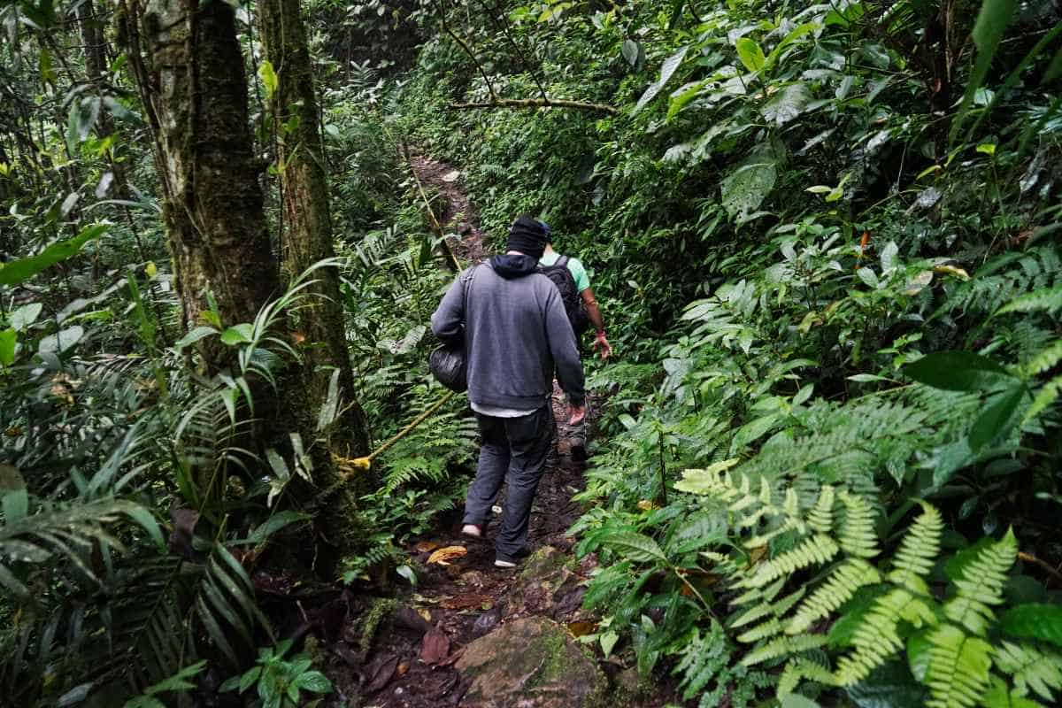 Menschen laufen einen Weg im Regenwald entlang