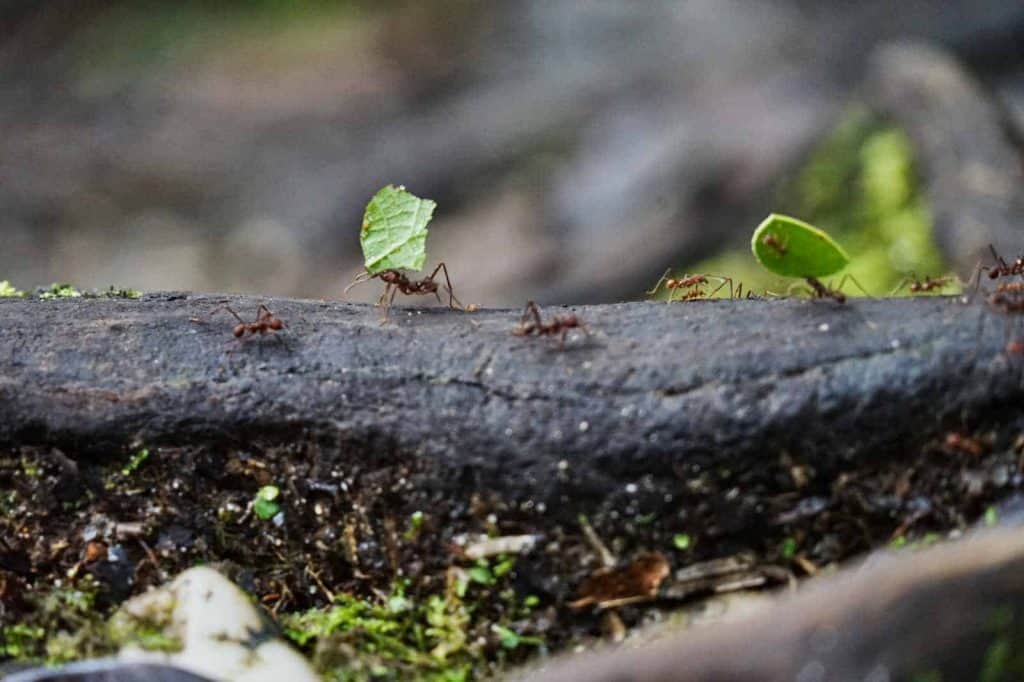 Blattschneideameisen transportieren Blätter im Regenwald von Ecuador