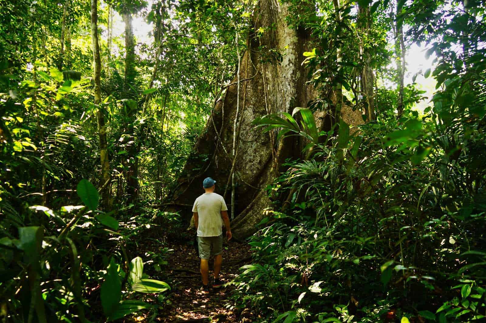 Ein Mensch steht vor einem riesigen Baum im Regenwald des Tambopata Nationalpark in Peru