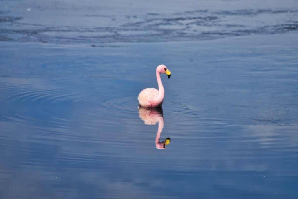 Flamingo in einem See in den Anden in Bolivien spiegelt sich im Wasser
