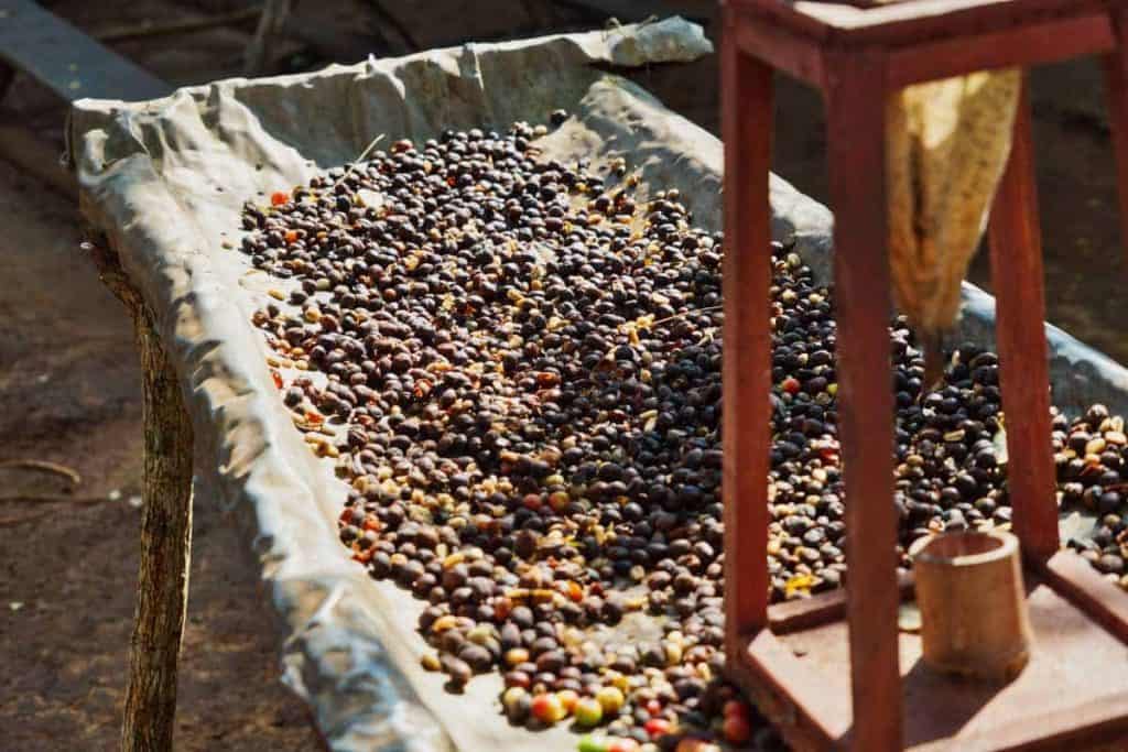 Kaffeekirschen werden bei der Kaffee Herstellung getrocknet