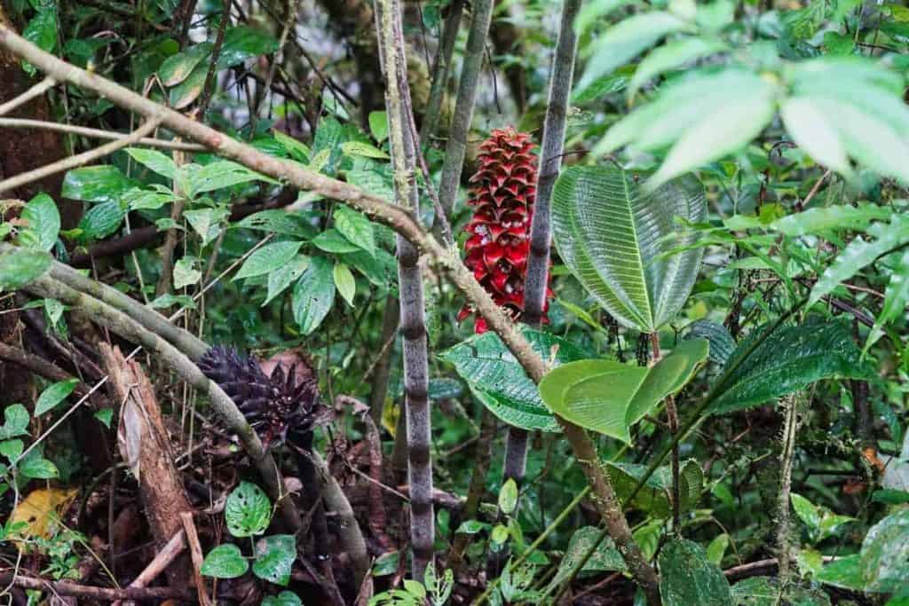 Tropische Pflanze im Regenwald von Ecuador nahe Puyo blüht rot