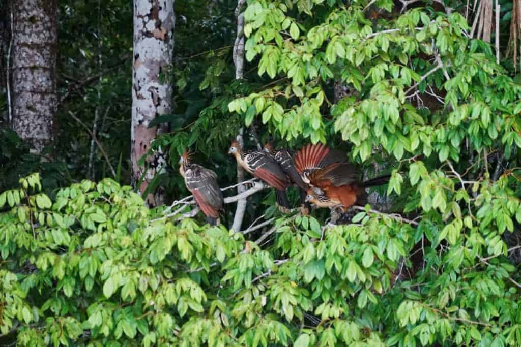 Mehrere Hoatzin Vögel sitzen im Regenwald von Peru bei Tambopata  am Baum