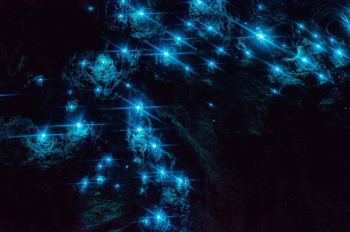 Biolumineszenz weltweit - Hier leuchtet die Natur