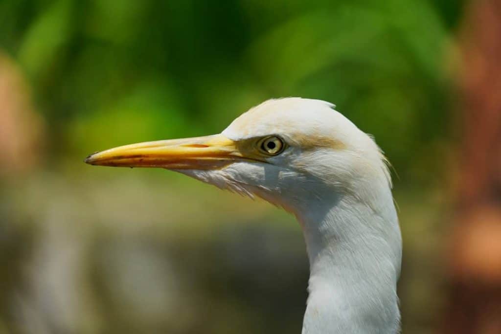 Weißer Vogel im Kuala Lumpur Bird Park