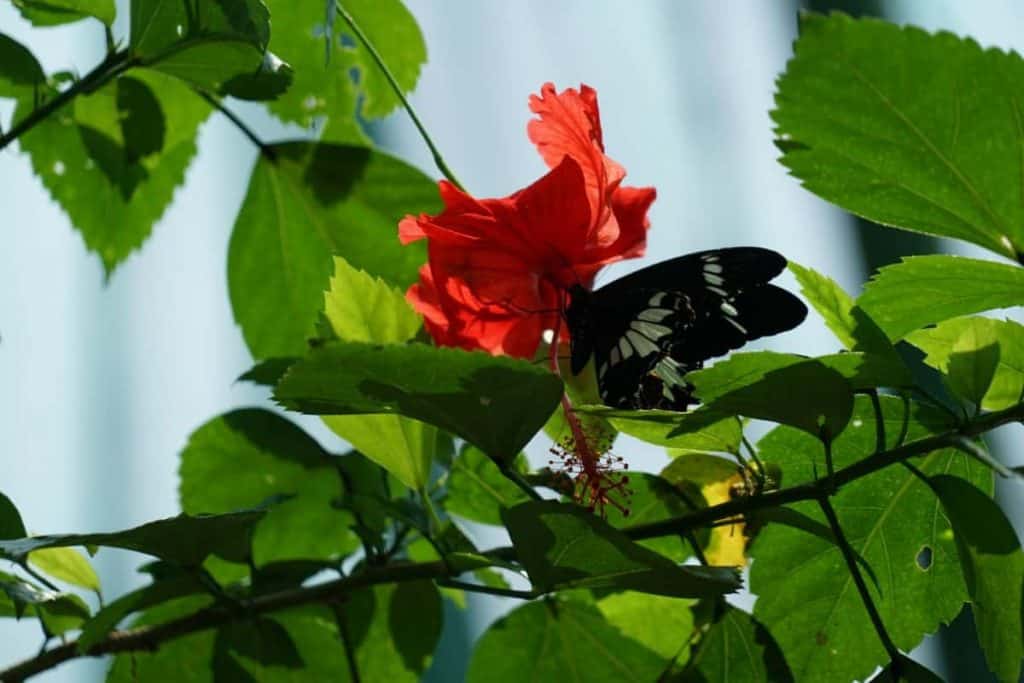 Schmetterling trinkt Nektar an einer Hibiskus Blüte