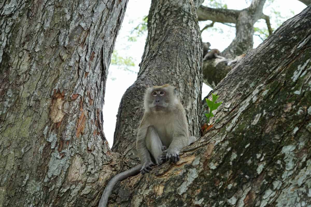 Langschwanz Makake sitzt auf einem Baum