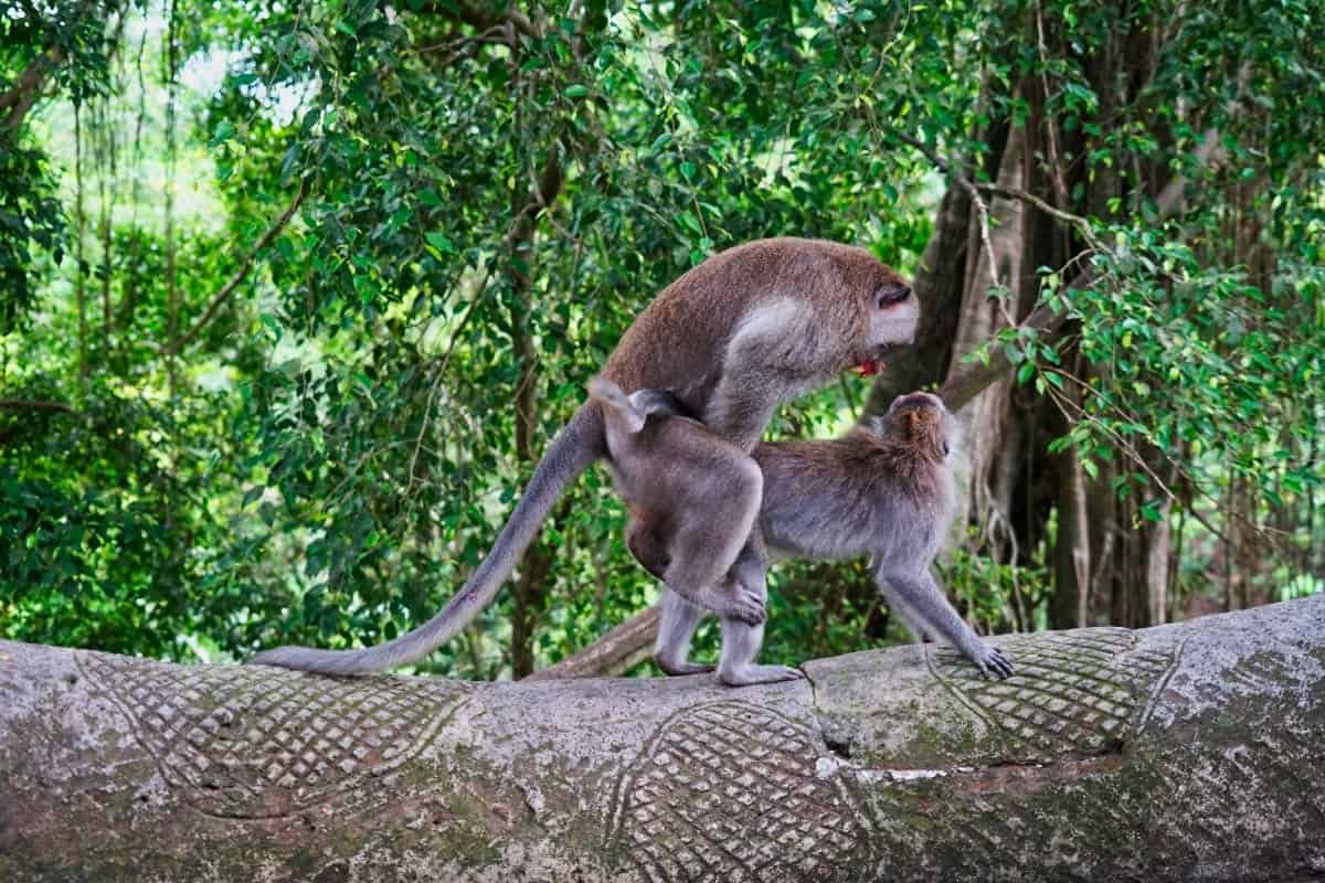 Affen paaren sich in Ubud
