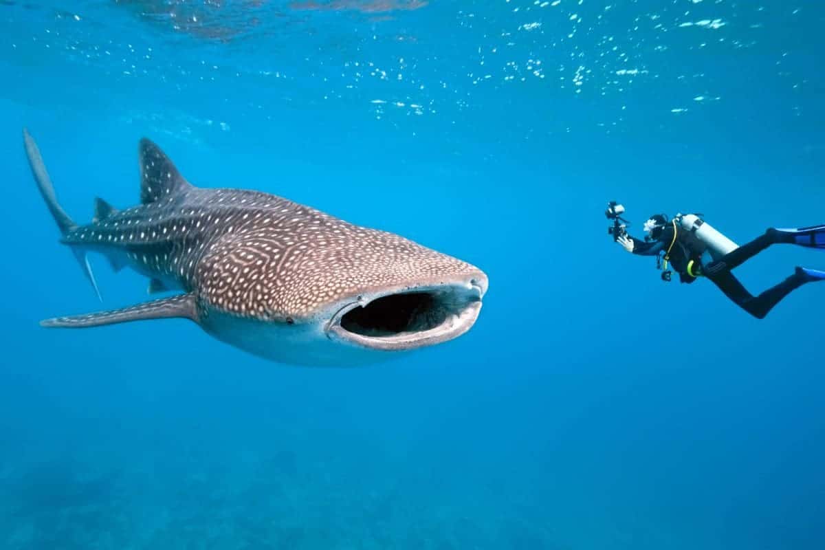 Ein Walhai in Ozean wird von einem Taucher mit Kamera beobachtet