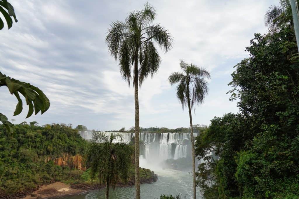 Palmen Iguazú-Wasserfälle
