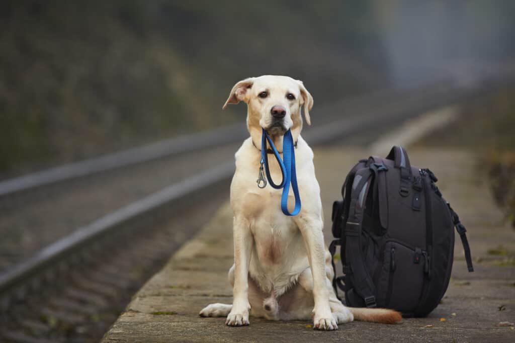 Hund am Bahnsteig