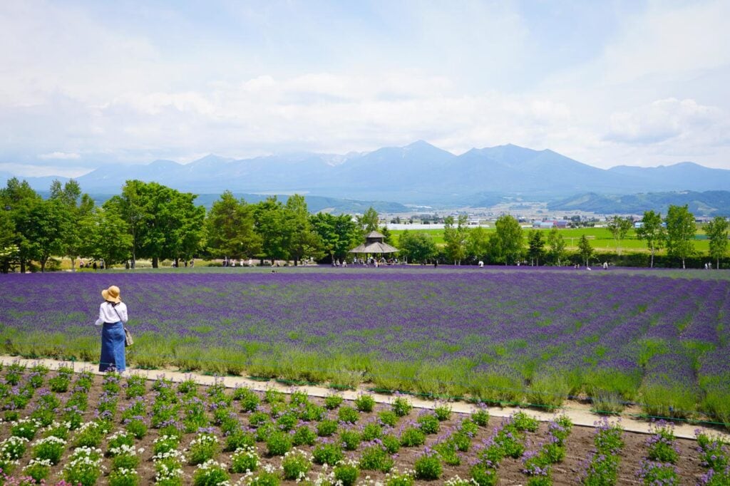 Farm Tomita in Furano