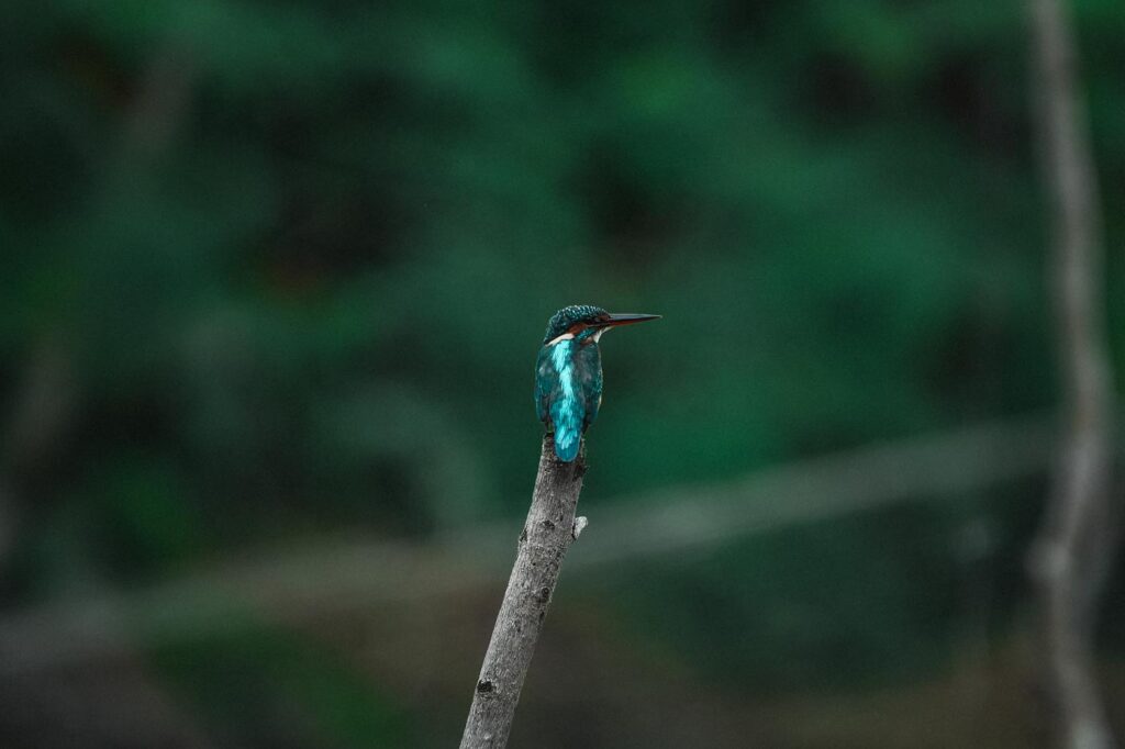 Eisvogel Sundarbans