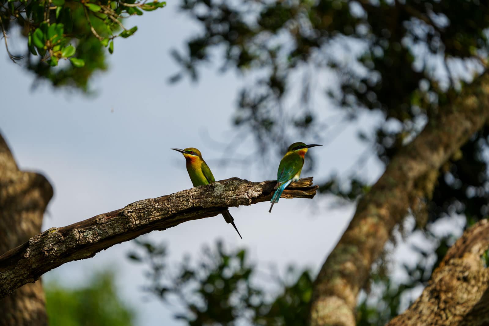 Zwei Blauschwanz-Bienenfresser ( Merops philippinus ) auf einem Ast