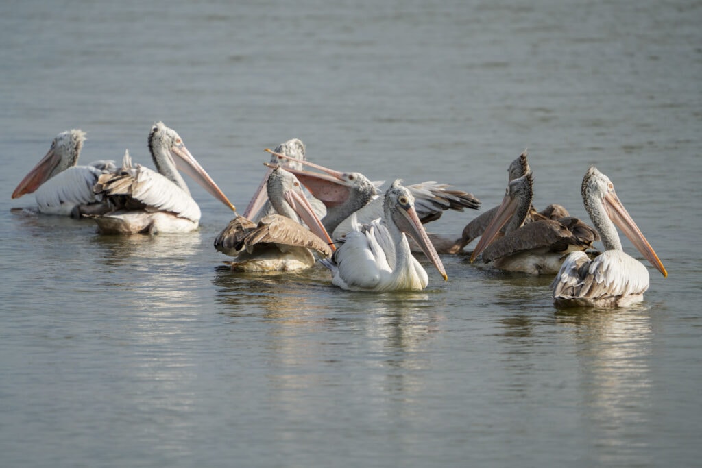 Pelikane auf den Seen des Nationalparks