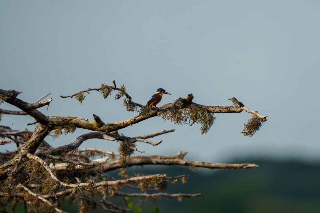 Bundala Nationalpark Asiens Zugvögel Winterurlaub machen.