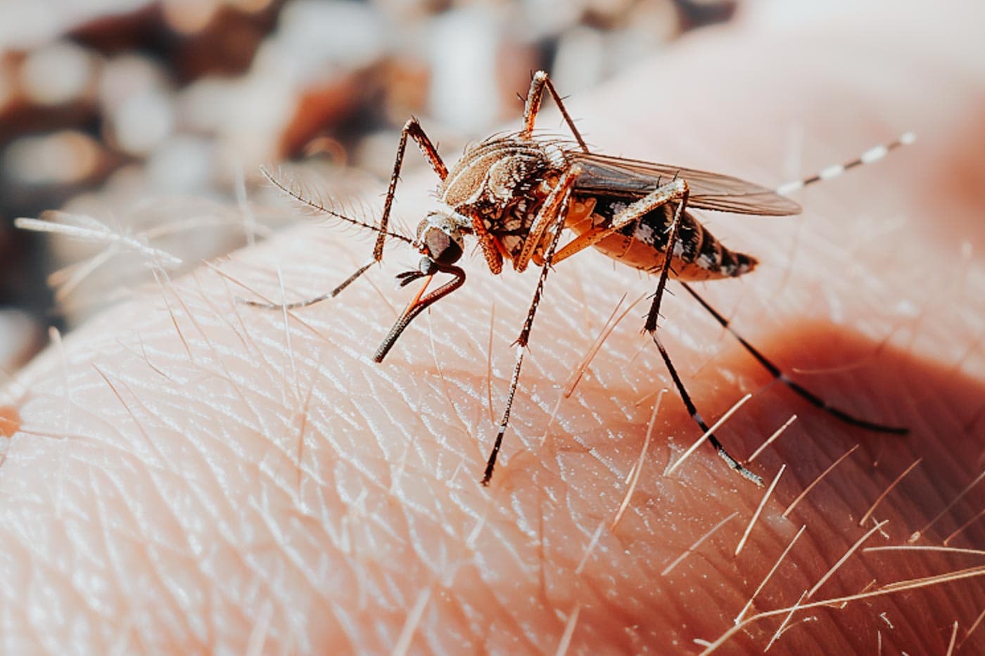 Mücke sitzt auf Mensch und überträgt Malaria 