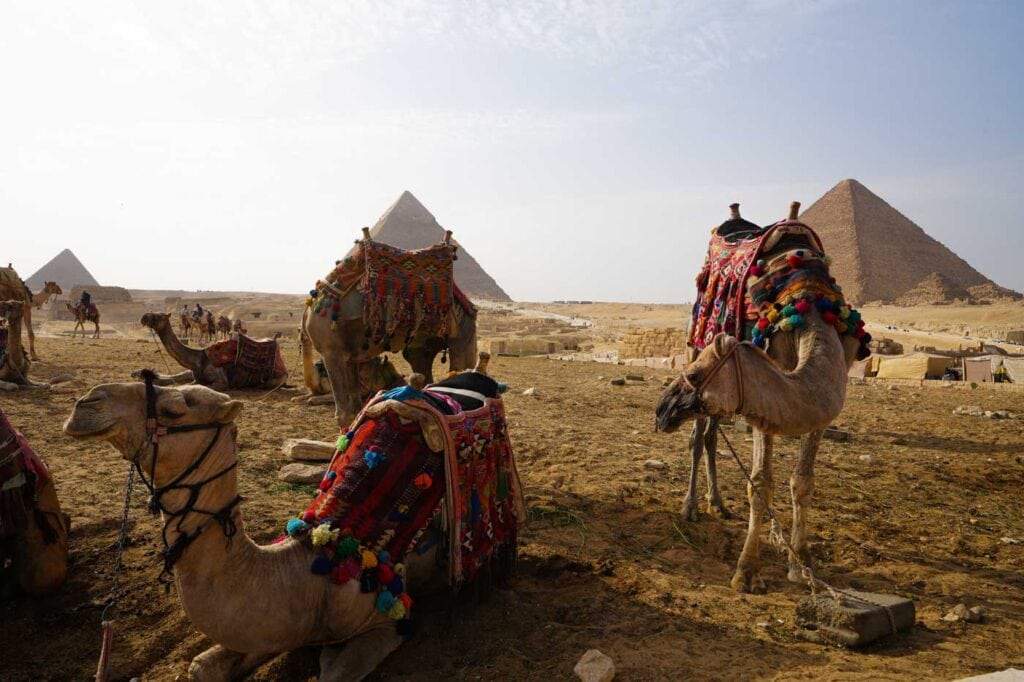 Blick auf die Cheops Pyramiden mit Kamele im Vordergrund