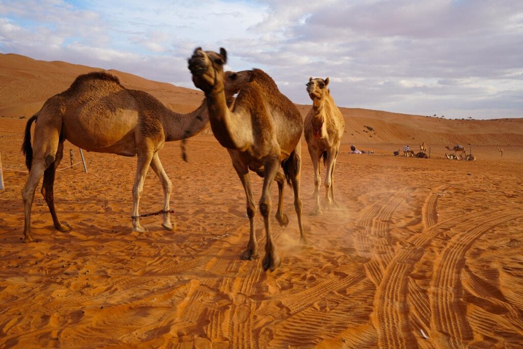 Kamele in der Wüste des Omans