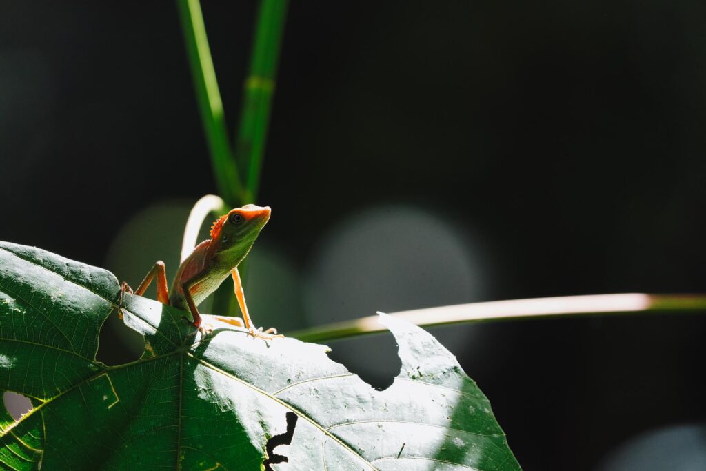 Eine kleine Eidechse thront auf einem sonnenbeschienenen grünen Blatt in einer dunklen Waldlandschaft.