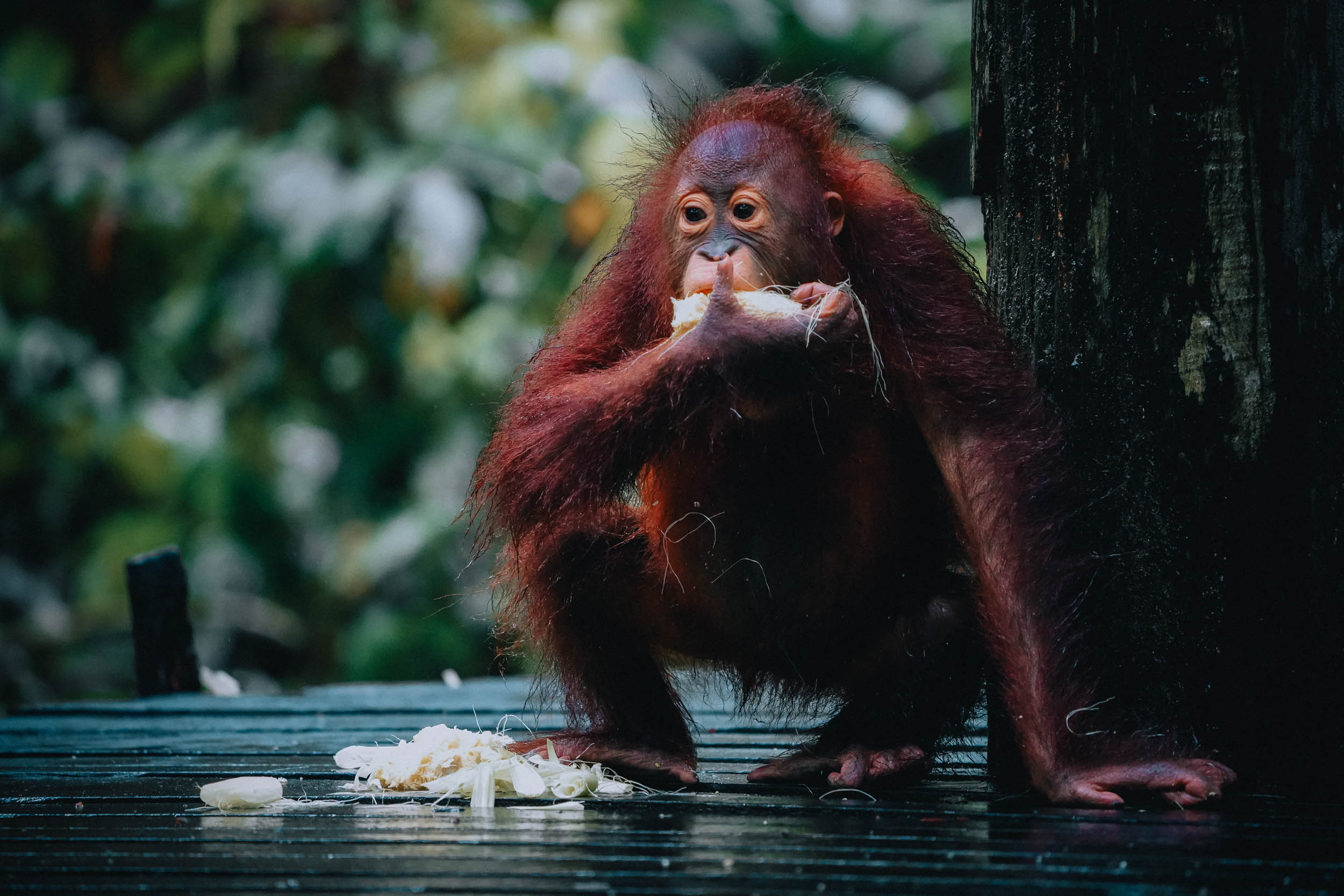 Junger Orang-Utan sitzt auf einer nassen Holzplattform und isst Obst, im Hintergrund ist Grün zu sehen.