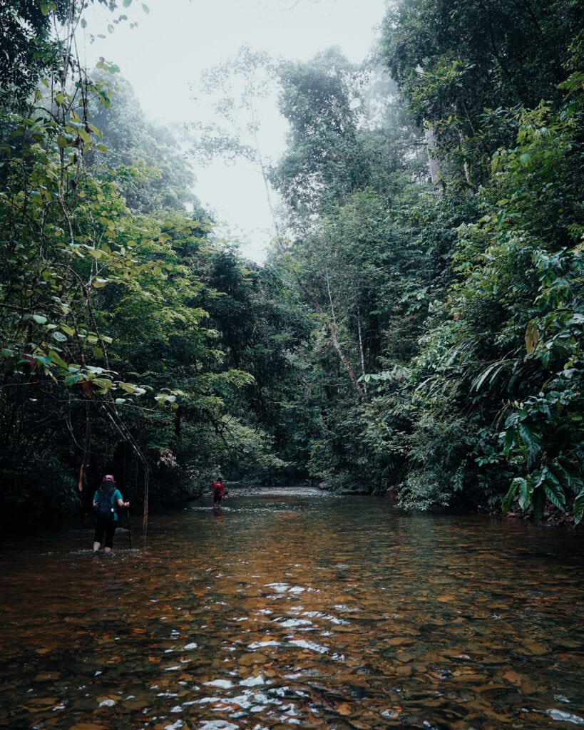 Zwei Menschen waten durch einen seichten, klaren Fluss, der von üppigem, dichtem Wald umgeben ist.