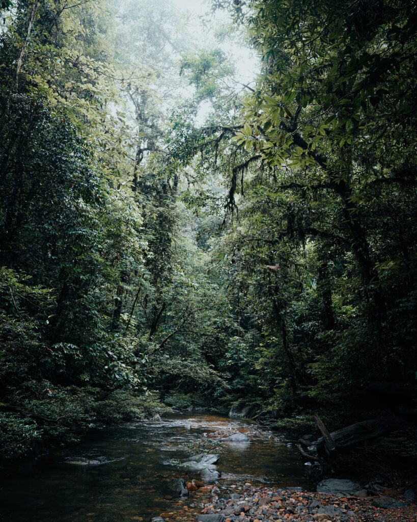 Üppiger grüner Wald umgibt einen ruhigen Fluss mit felsigem Bett.