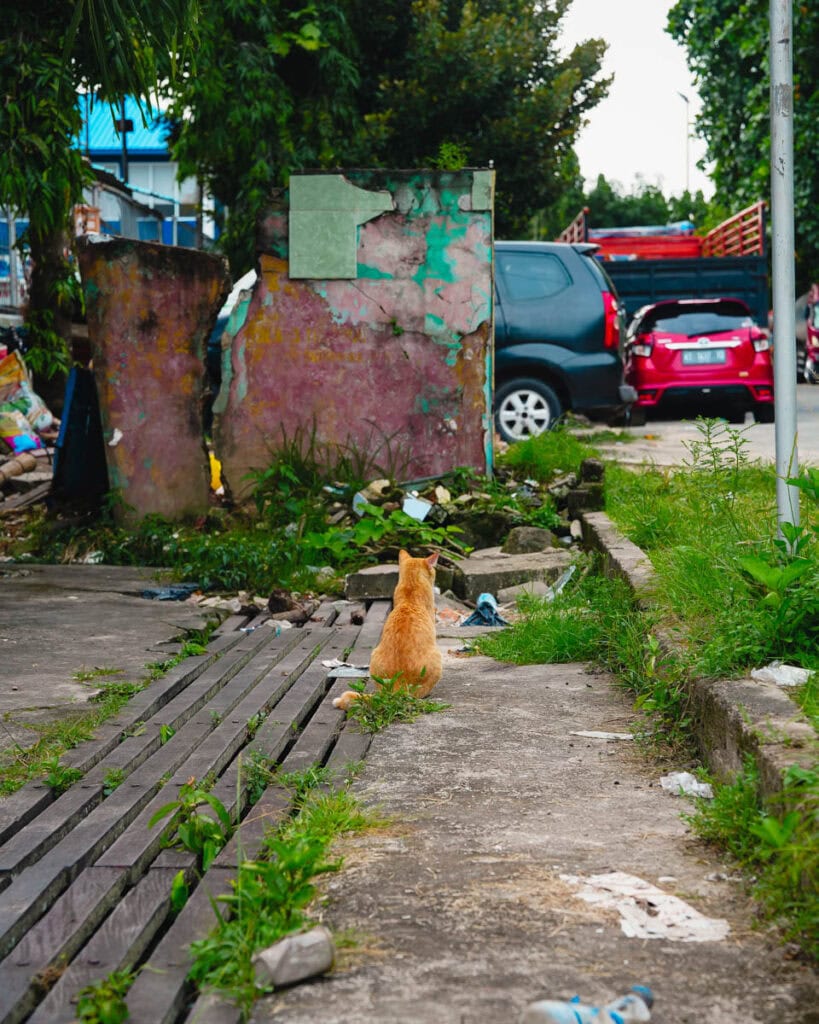 Eine orangefarbene Katze sitzt auf einem Weg in Balikpapan und blickt auf eine bunte Mauer und geparkte Autos, umgeben von üppigem Grün.