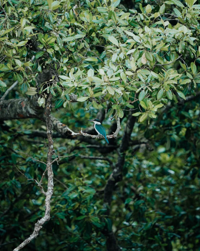 Ein Eisvogel thront auf einem Ast inmitten des üppigen grünen Laubes und verleiht der tropischen Schönheit von Balikpapan einen Farbtupfer.