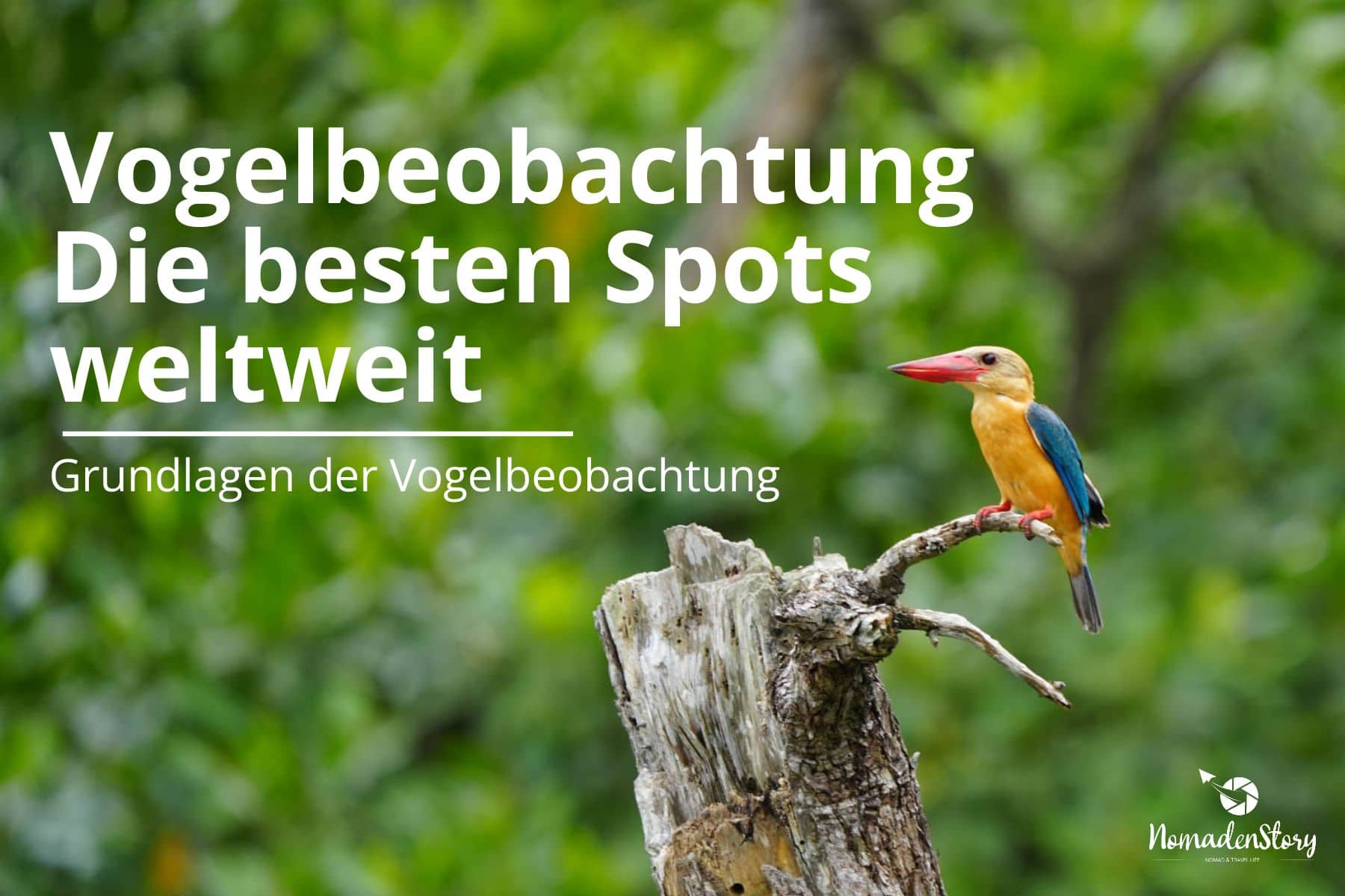 Ein bunter Vogel sitzt auf einem Ast, mit Text auf Deutsch über Vogelbeobachtungsorte weltweit.