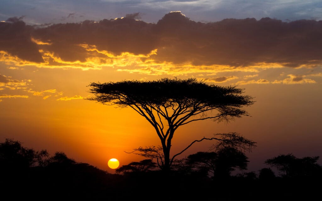Silhouette eines Akazienbaums bei Sonnenuntergang mit dramatischen Wolken und einem orangefarbenen Himmel im Hintergrund.
