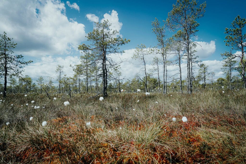Spärliche Kiefern und Büschel aus weißem Wollgras in einem grasbewachsenen Feuchtgebiet unter einem strahlend blauen Himmel mit Wolken.