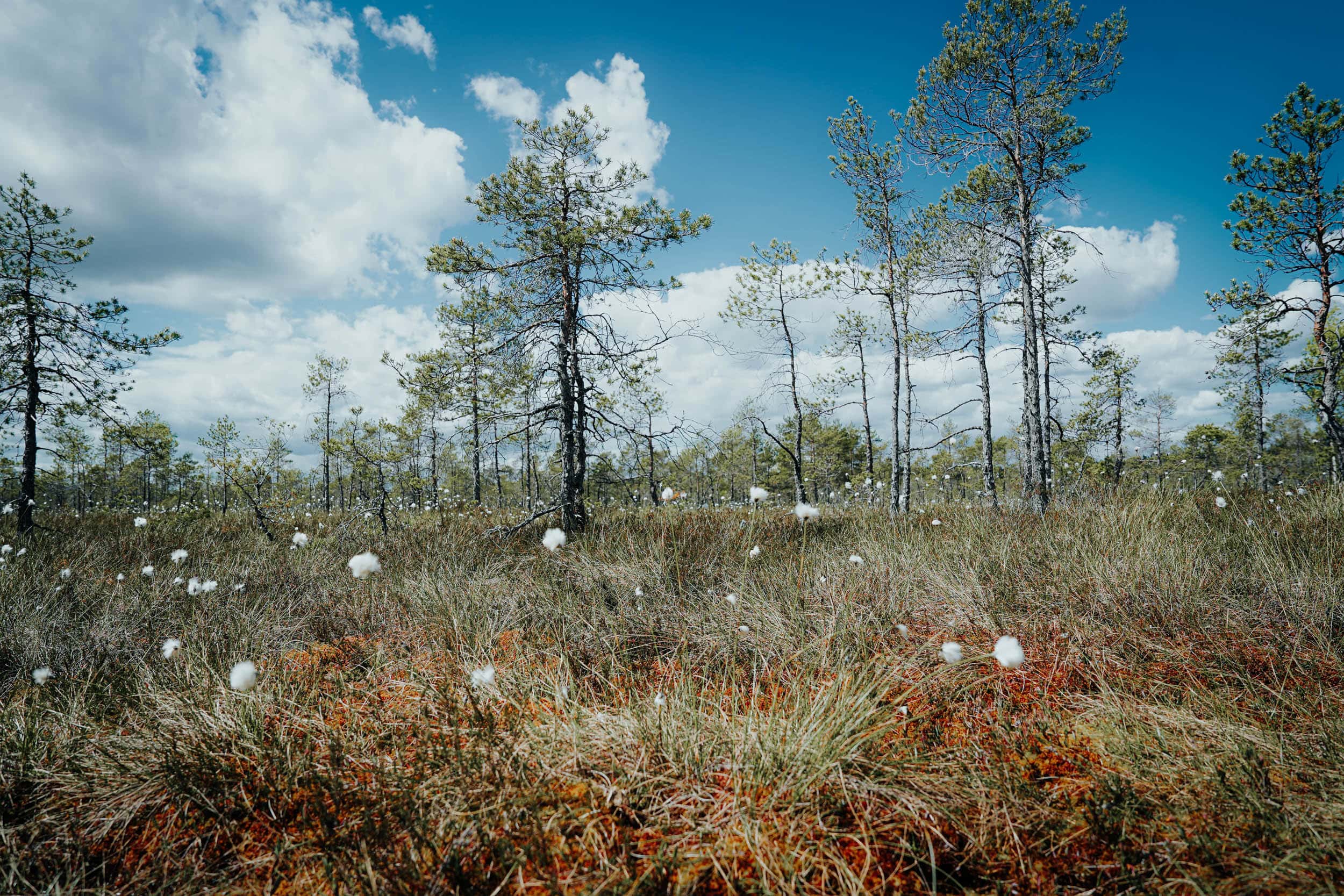 Spärliche Kiefern und Büschel aus weißem Wollgras in einem grasbewachsenen Feuchtgebiet unter einem strahlend blauen Himmel mit Wolken.