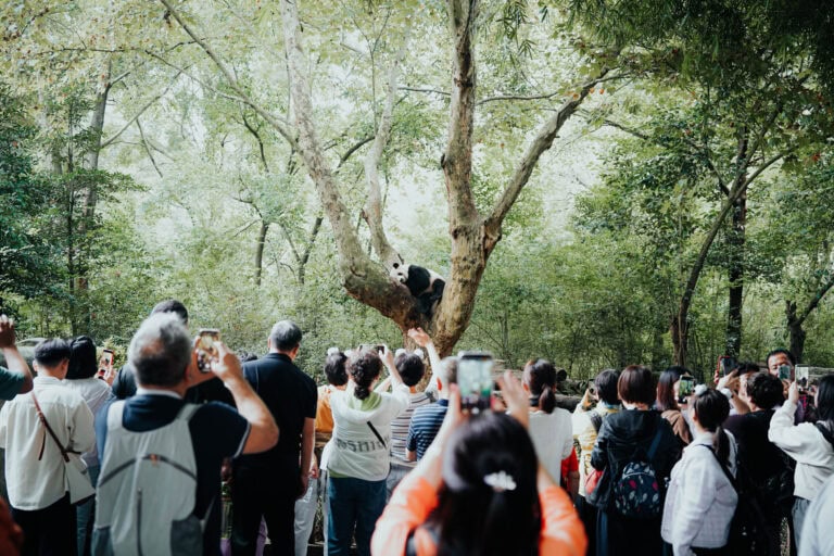 Eine Menschenmenge beobachtet und fotografiert einen Panda, der in einem Baum in einem üppigen, grünen Wald sitzt.