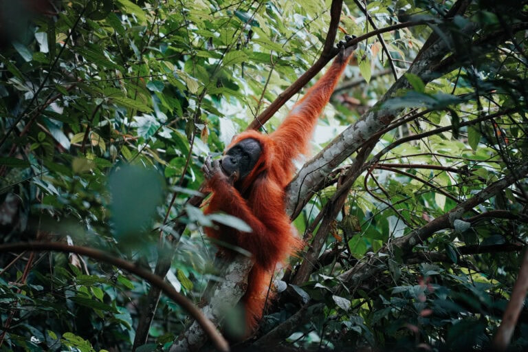 Ein Orang-Utan mit orangefarbenem Fell sitzt auf einem Baum, umgeben von dichtem grünen Laub in einem Wald.