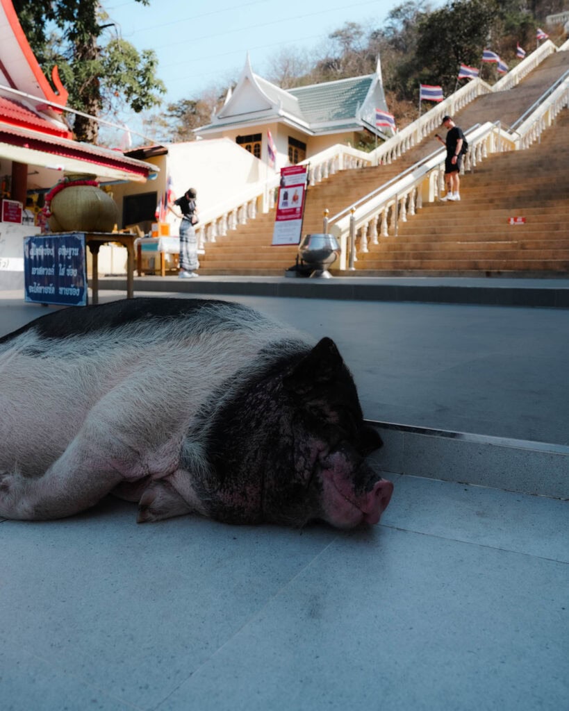 Ein großes Schwein liegt in der Nähe der Tempeltreppe auf dem Boden, während im Hintergrund Menschen die Treppe hinaufgehen.