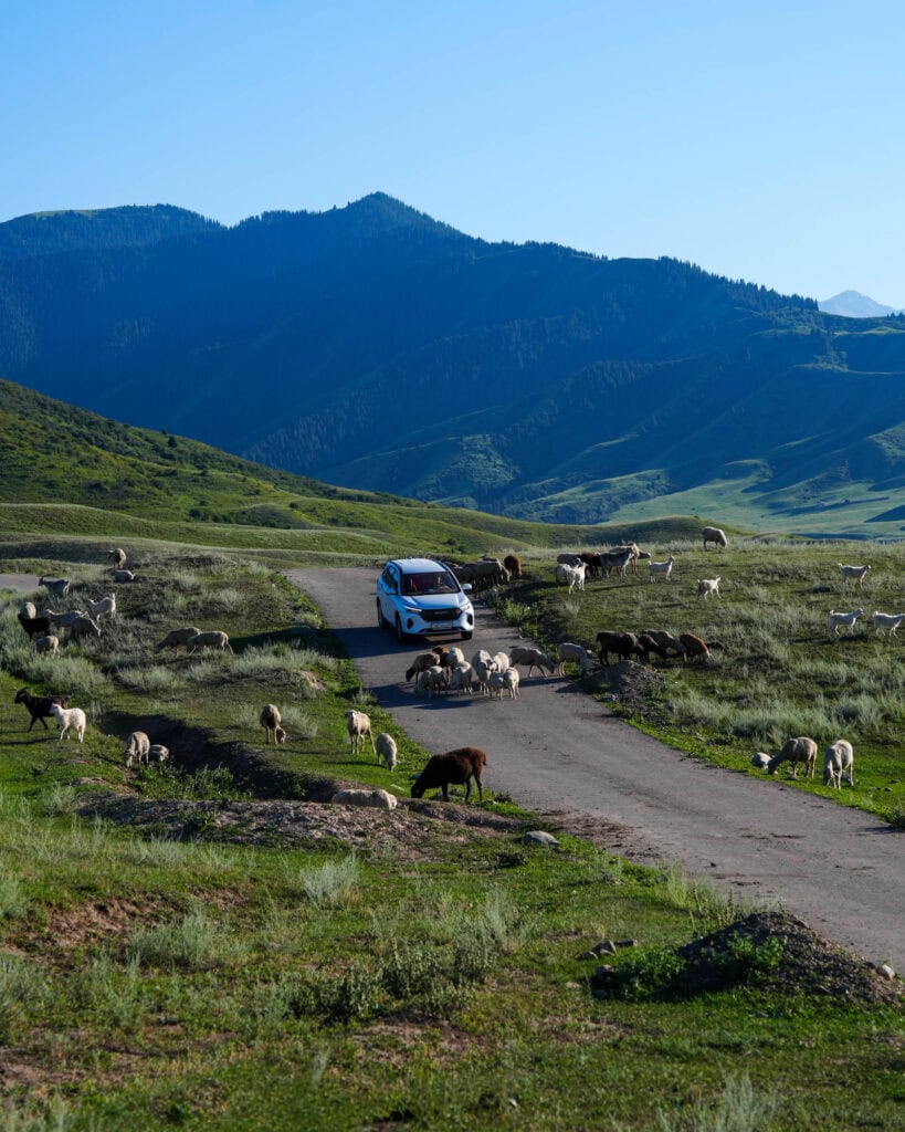 Ein weißer Transporter wartet, während eine Schafherde eine Landstraße überquert, im Hintergrund sind grüne Hügel und Berge zu sehen.