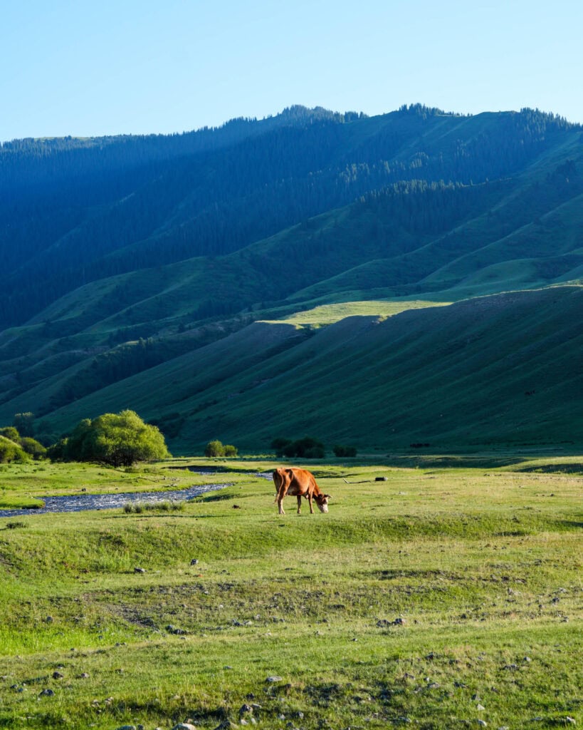 Eine braune Kuh weidet auf grünem Gras, im Hintergrund sind sanfte Hügel und bewaldete Berge zu sehen.