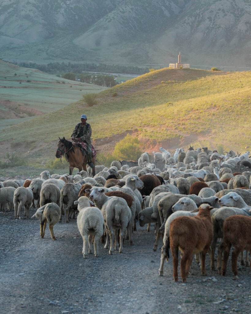Ein Schäfer zu Pferd treibt eine große Schafherde auf einem ländlichen Weg voran, im Hintergrund sind Hügel zu sehen.
